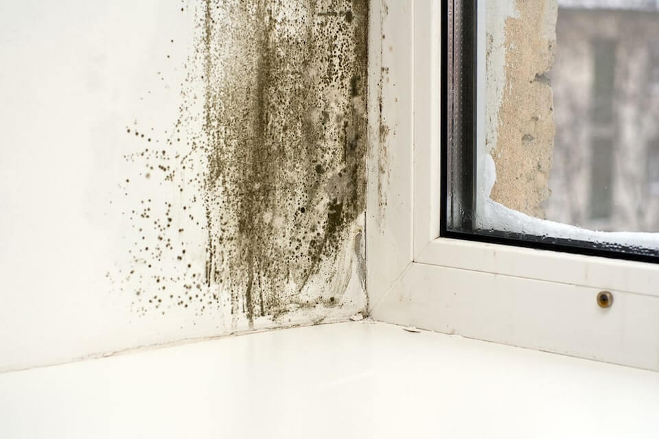 Moldy Wall Insulation Removal